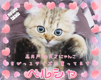 【 ペルシャ 】生後5ヵ月でたったの1.3kg！ちびっこサイズで育ってます！