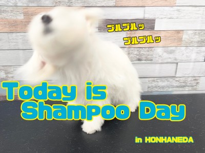 【 お手入れ】お手入れ大事！今日は張り切ってシャンプーの日