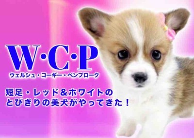 【 コーギー 】短足レッド＆ホワイトのとびきりの美犬がやってきた！