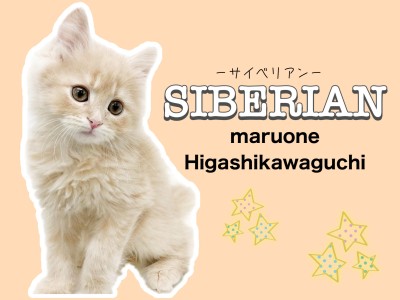 【 サイベリアン 】大人気のクリームカラー！生後2ヶ月の甘えん坊なサイベくん