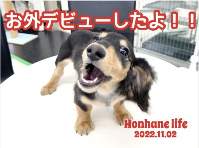 【 トレーニング 】初めてお部屋のお外に出てみたよ！ダックスちゃんの巻