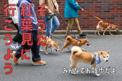 【 オフ会 】ワンコのオフ会しながらゴミ拾いできれいな街作り！