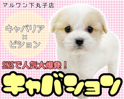 【 MIX 】日本中で大人気でSNSでもバズっているスター！キャバション登場！