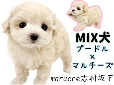 【 プーマルMIX 】ぬいぐるみライクな可愛さ！室内飼い最適なハイブリットわんこ