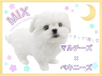 【 MIX 】スタッフTの推しわんこが最高に可愛いのでご紹介します！