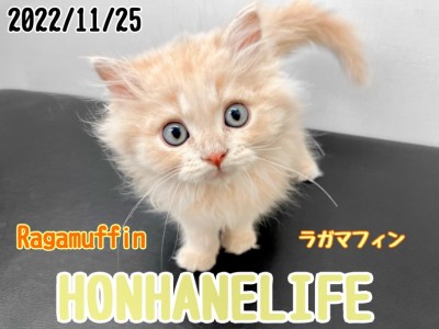 【 ホンハネライフ 】本当に可愛らしい癒し系猫ラガマフィン
