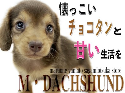 【 ミニチュアダックスフント 】大人気のチョコタン！小さめサイズの元気っ子！
