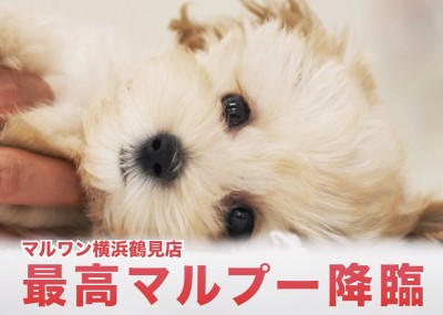 【 マルプー 】足短めの弟系アプリコットわんこのご紹介！