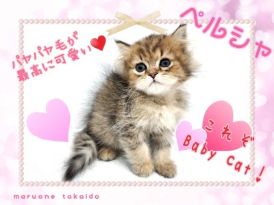 【 ペルシャ 】これぞベイビーキャット！とびっきりのちびっこちゃん！