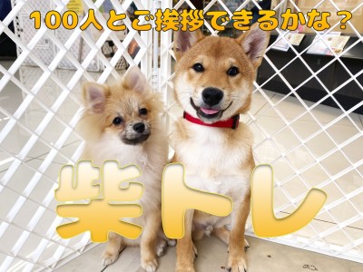 【 柴トレ 】100人とご挨拶チャレンジ！！フレンドリー柴犬になろう！！