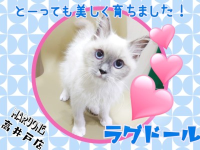 【 ラグドール 】スタッフSの推しにゃんこ！とーっても美しく育ちました！