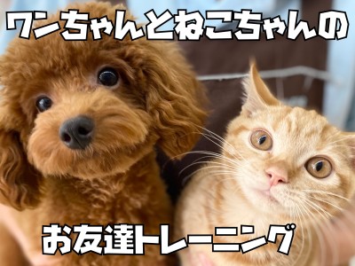 【 お友達トレーニング 】マンチカンちゃんとプードルちゃんのご挨拶！