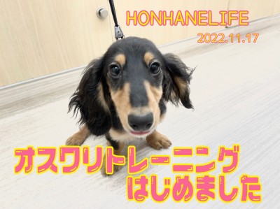 【 ホンハネライフ】ダッちゃんのオスワリトレーニング！の巻