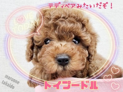 【 トイプードル 】初めてワンちゃんと暮らす方にもオススメ！甘えんぼテディ！