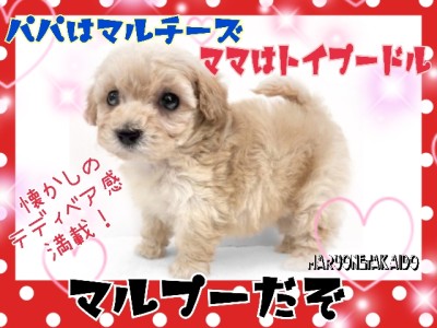 【 MIX 】MIX犬人気No.1！初心者さんでも飼いやすいむくむくマルプー！