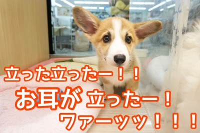 【 コーギー 】コーギーちゃんのお耳が立った！！ワァーッッ！