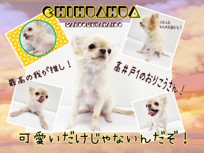 【 チワワ 】我が推しの成長が著しいんです！可愛いだけじゃないんだぞ！