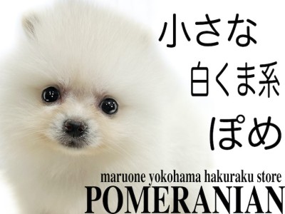 【 ポメラニアン 】生後60日で体重500g台の小さめサイズ！大人気の白ポメ！