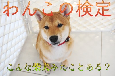 【 わんこの検定 】究極奥義！「ヘソ天爪切り」炸裂！こんな柴犬見たこと無い！