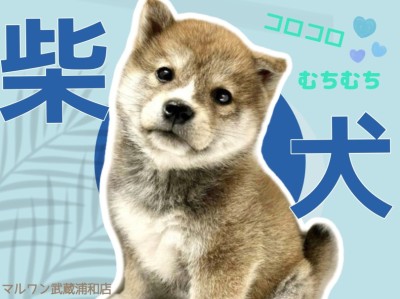 【 柴犬 】むちむちボディとたぬきフェイスのまったりな赤柴くん登場！
