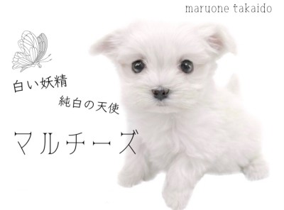 【 マルチーズ 】純白のキラキラ天使！マルチーズちゃんが仲間入りしました！
