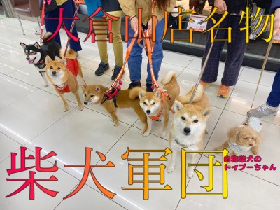 【 大倉山名物 】イメージが変わる？！フレンドリーな柴犬達がたくさん！