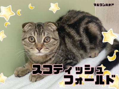 【 スコティッシュフォールド 】スタッフM激押し！のんびりマイペースくんです！