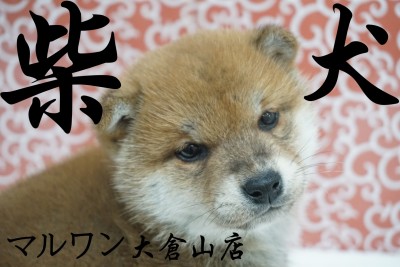 【 柴犬 】丸顔コロコロボディ！！まったりタイプなくま系柴犬！