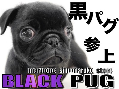 【 パグ 】鼻ぺちゃの沼にハマる人続出？！魅惑の黒パグ参上！
