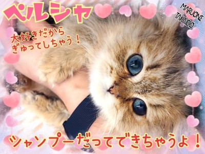 【 ペルシャ 】天才キャット現る！お手入れ完璧！シャンプーも出来ちゃうもんね！