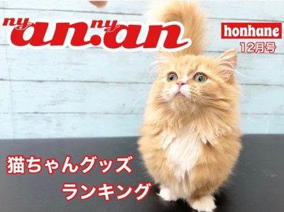 【 ニャンニャン12月号 】猫ちゃんグッズ！人気ランキングのご紹介