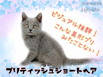 【 ブリテッシュショートヘア 】キリっとした美形にゃんこ！甘えんぼな性格に胸キュン！