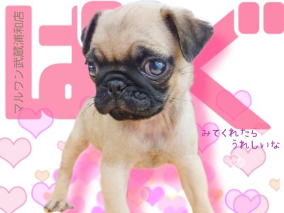 【 パグ 】魅力たっぷり！実は飼いやすい飼い主さんファーストなパグちゃん