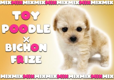 【 ビションプー 】トイプードルとビションフリーぜの目ヂカラ最強なアフロMIX犬