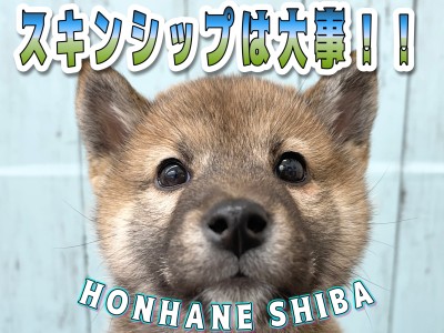 【 柴犬 生後77日目 】いっぱい触ると良いこといっぱい！クマ顔柴犬ちゃん