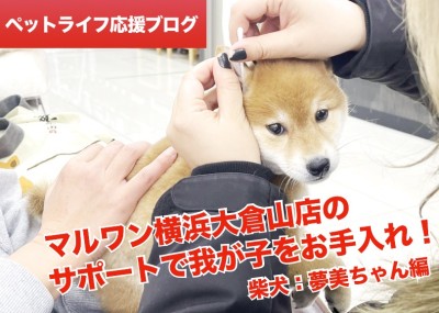 【 柴犬との暮らし 】マルワン横浜大倉山店のサポートで我が子をお手入れ！
