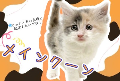 【 メインクーン 】ダイリュートキャリコのレアカラー！ギネスにも載ったあの猫種！