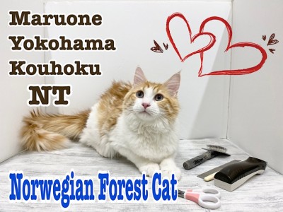 【 ノルウェージャンフォレストキャット 】お手入れの見本見せちゃうノルウェー君
