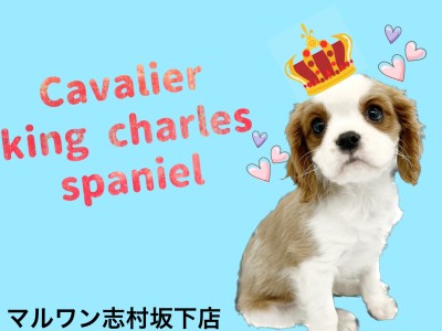 【 キャバリア 】潤んだ瞳で皆を虜にするブレンハイムの男の子