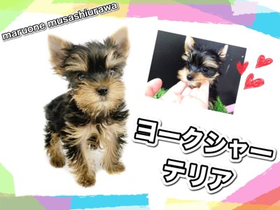 【 ヨークシャーテリア 】歩く宝石！天真爛漫ヨーキーくんが久々登場！
