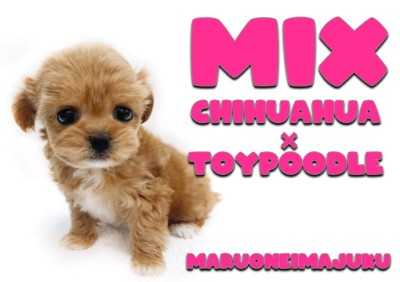 【 MIX犬 】チワワとトイプードルの最強ドールMIX！初心者必見チワプー！