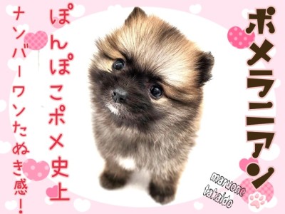 【 ポメラニアン 】歴代たぬきポメ史上NO.1のぽんぽこ感！爆毛ふかふか王子！