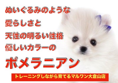【 ポメラニアン 】超弩級の愛らしさ！小さめサイズのクリームポメが大倉山に登場！