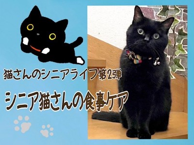 【 お役立て情報 】シニア猫さんの食事ケア