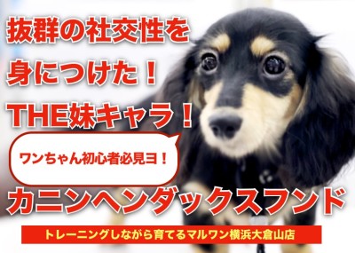 【 カニンヘンダックスフント 】抜群の社交性を身に着けた「THE妹キャラクター」