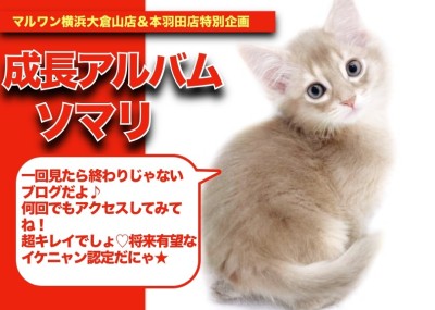 【ソマリンの成長アルバム】美しすぎる美猫様・・・将来有望なイケニャン！ソマリン！