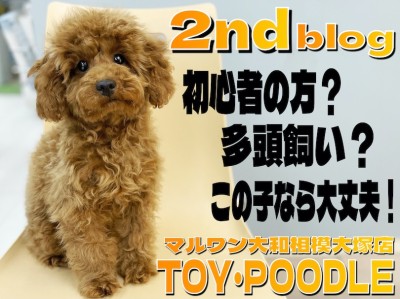 【 トイプードル 】初心者の方でも多頭飼いでも大丈夫！経験値豊富で社交性も抜群！