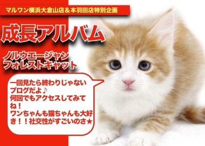 【 ノルちゃん の成長アルバム】社交性が凄すぎると話題のノルちゃんの成長記！