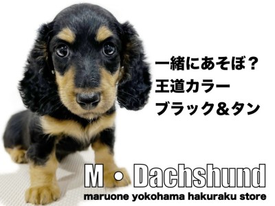 【 ミニチュアダックスフント 】活発だけど甘えん坊！初心者必見の飼いやすさ