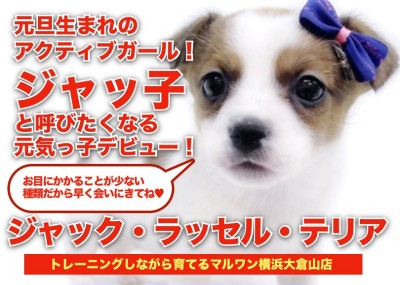 【 ジャックラッセルテリア 】頭のてっぺんにドットマークの元旦生まれの姫様登場！